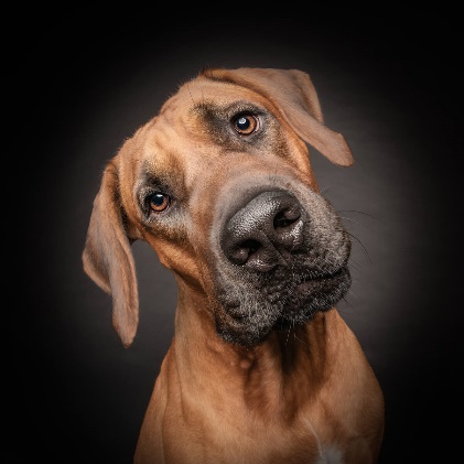 Dog portrait from the Good Boy campaign