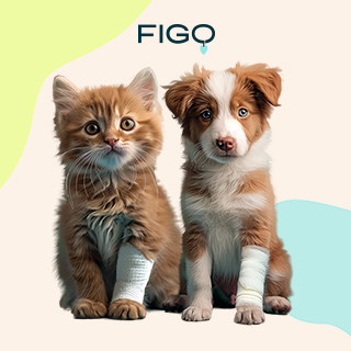 FIGO pet insurance advert